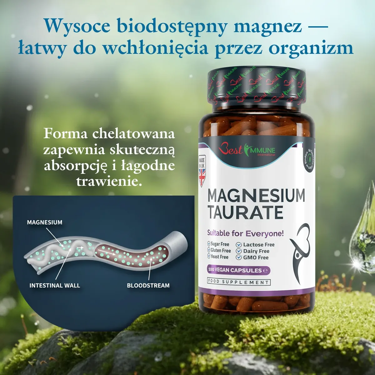 Naturalny taurynian magnezu 500mg Najwyższa jakość Idealna moc 100 kapsułek wegańskich Najwyższa biodostępność Butelka Magnesium Taurate na mchu obok schematu wchłaniania z jelita do krwiobiegu.